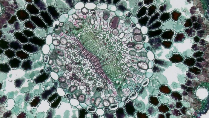 Imagen de un organismo visto en microscopio